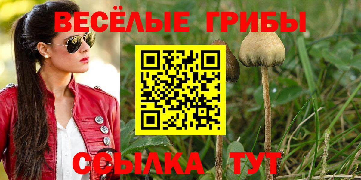 Псилоцибиновые грибы Psilocybine cubensis Заинск